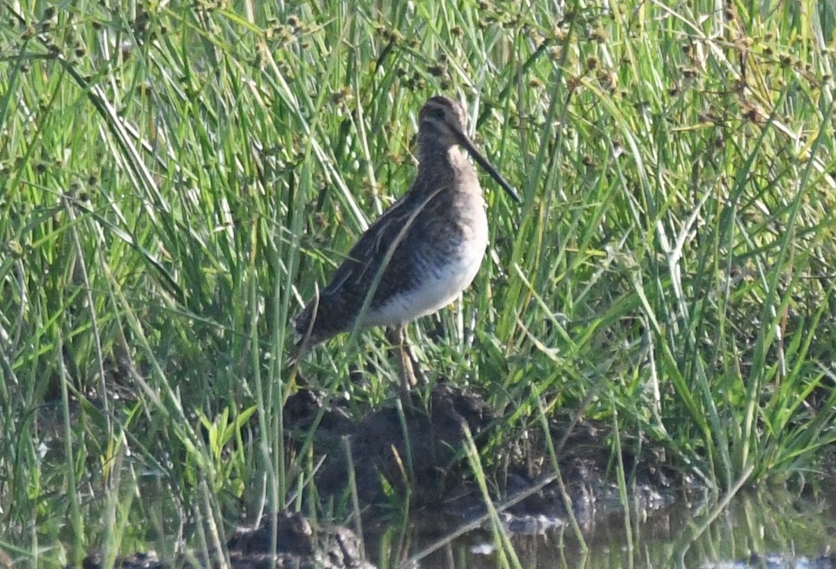 Agachadiza Común - ML646730806