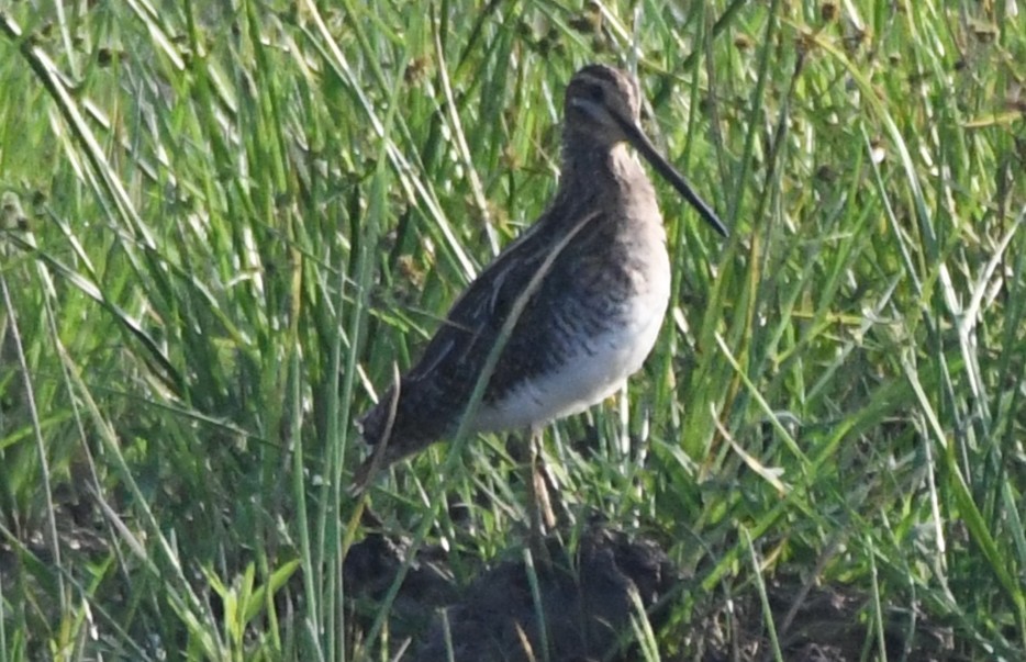 Agachadiza Común - ML646730808