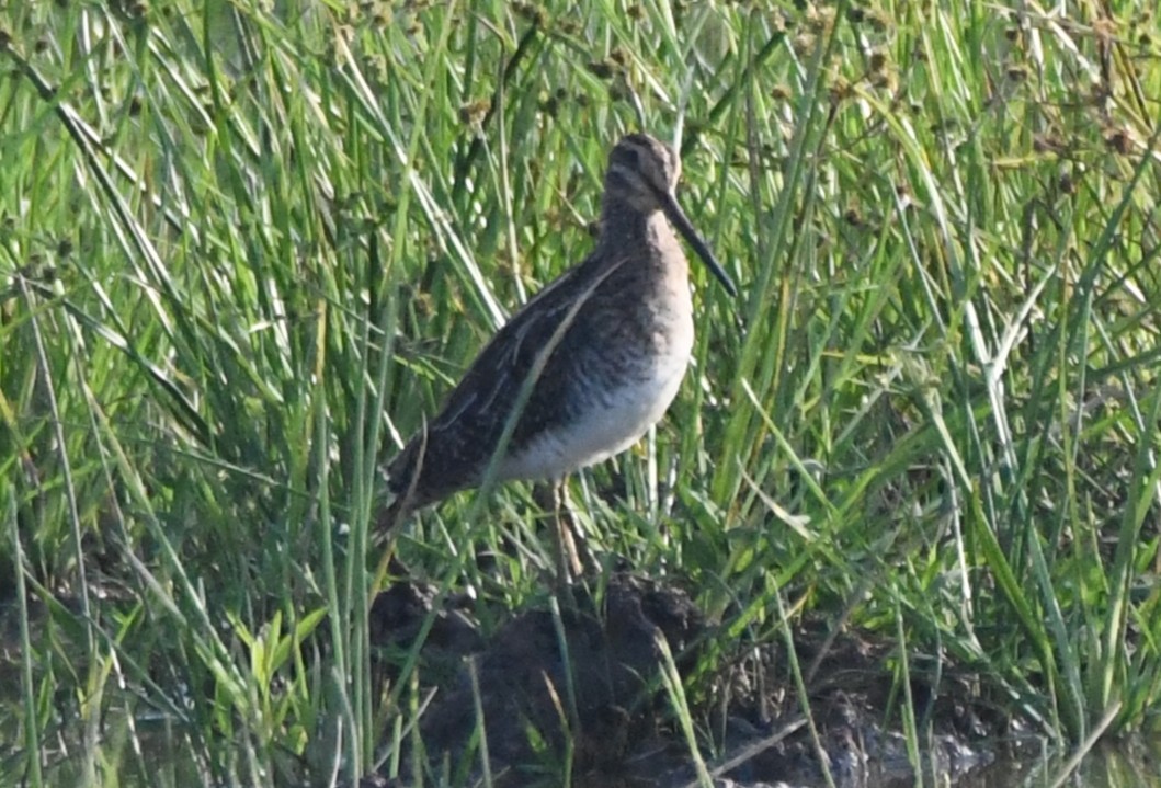 Agachadiza Común - ML646730810