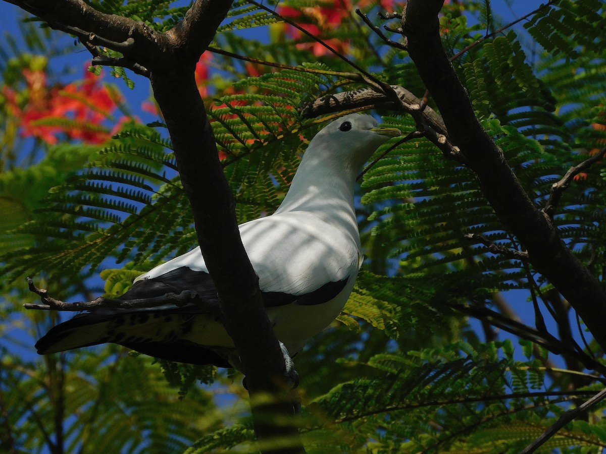 Torresian Imperial-Pigeon - ML646730813