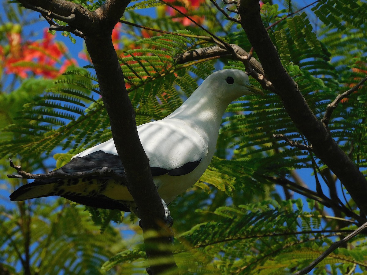Torresian Imperial-Pigeon - ML646730814
