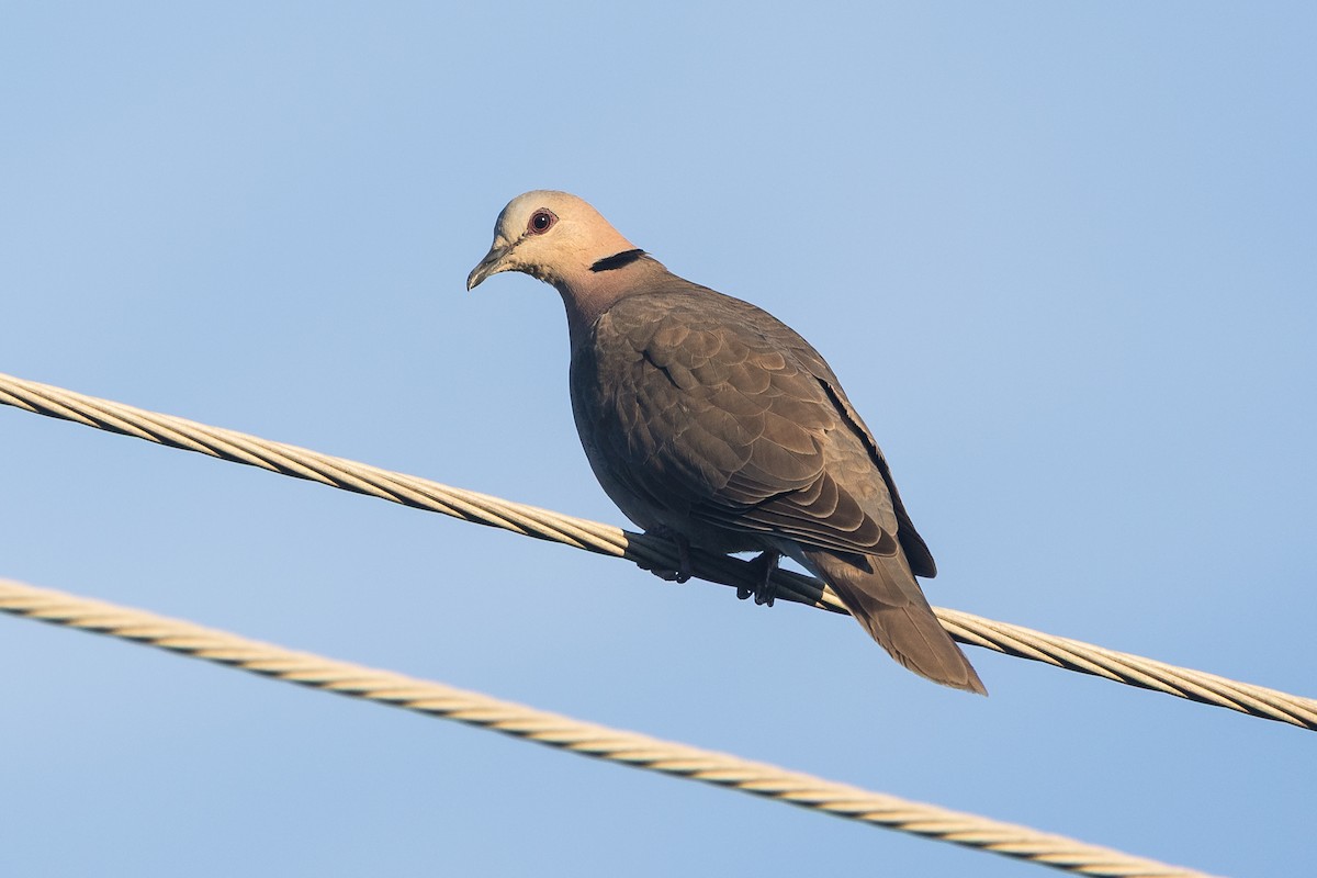 Red-eyed Dove - ML646730815