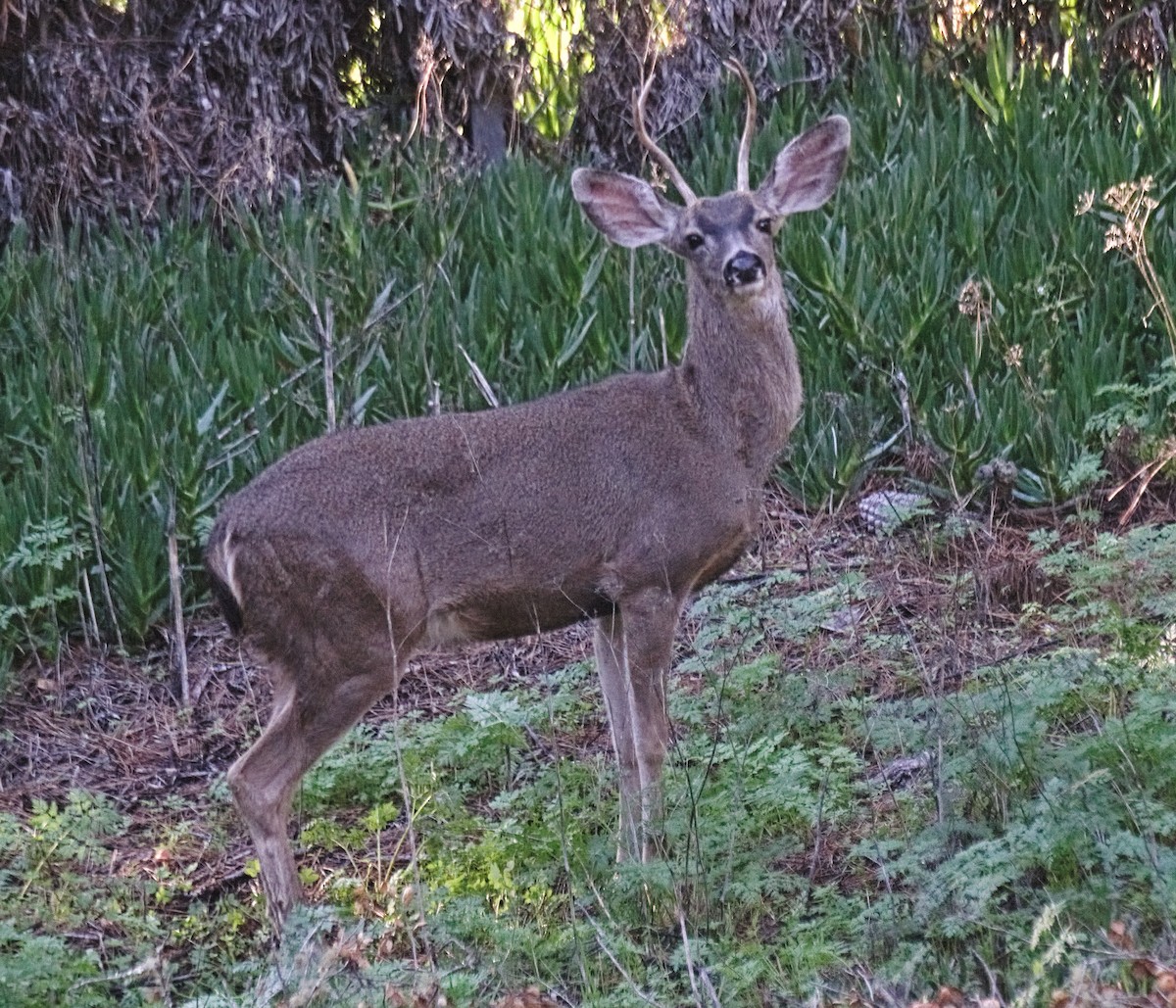 Venado Bura de Columbia - ML646730820