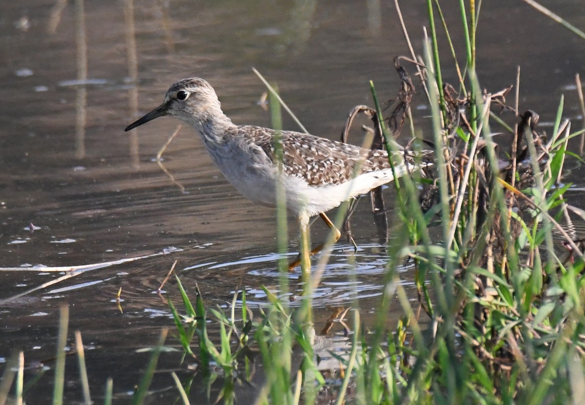 Wood Sandpiper - ML646730821