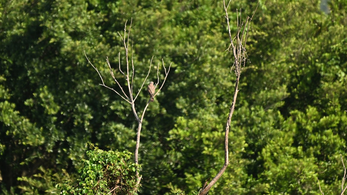 Gheppio - ML646730822