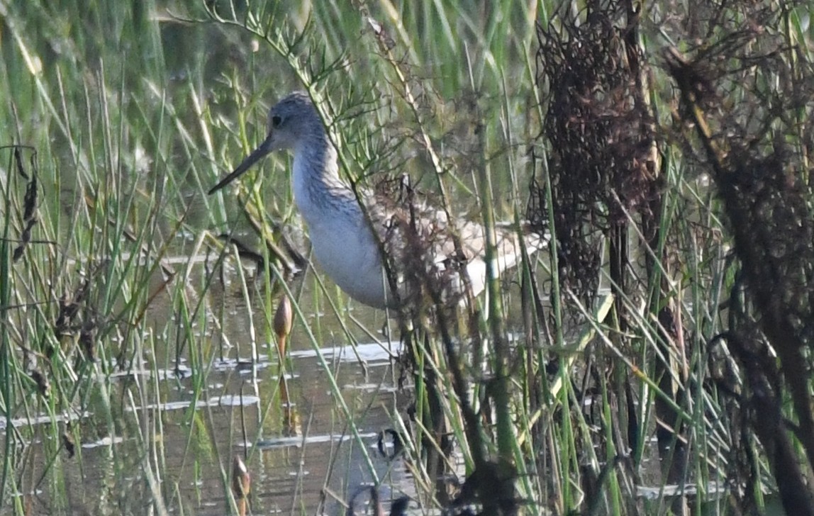 vodouš šedý - ML646730823