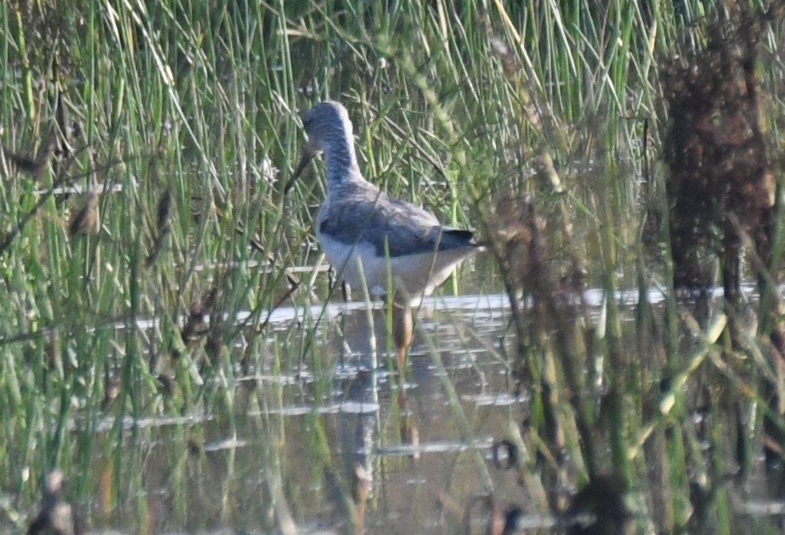 vodouš šedý - ML646730824