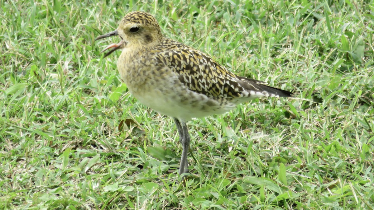 Сивка бурокрила - ML646730830