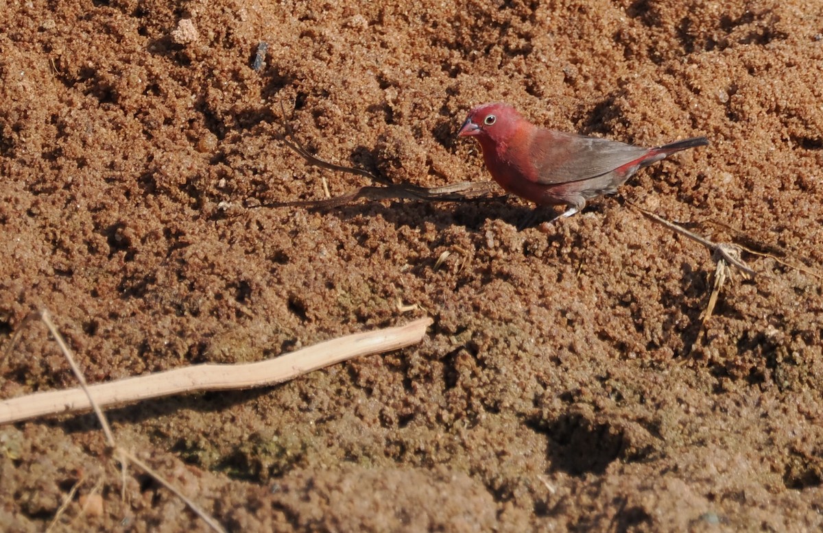 Senegalamarant - ML646730832