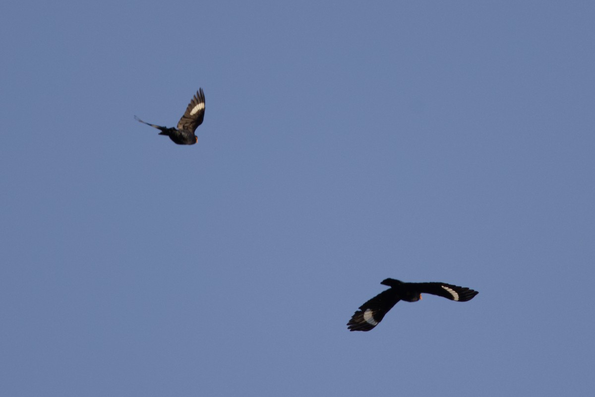 Священная майна - ML646730834