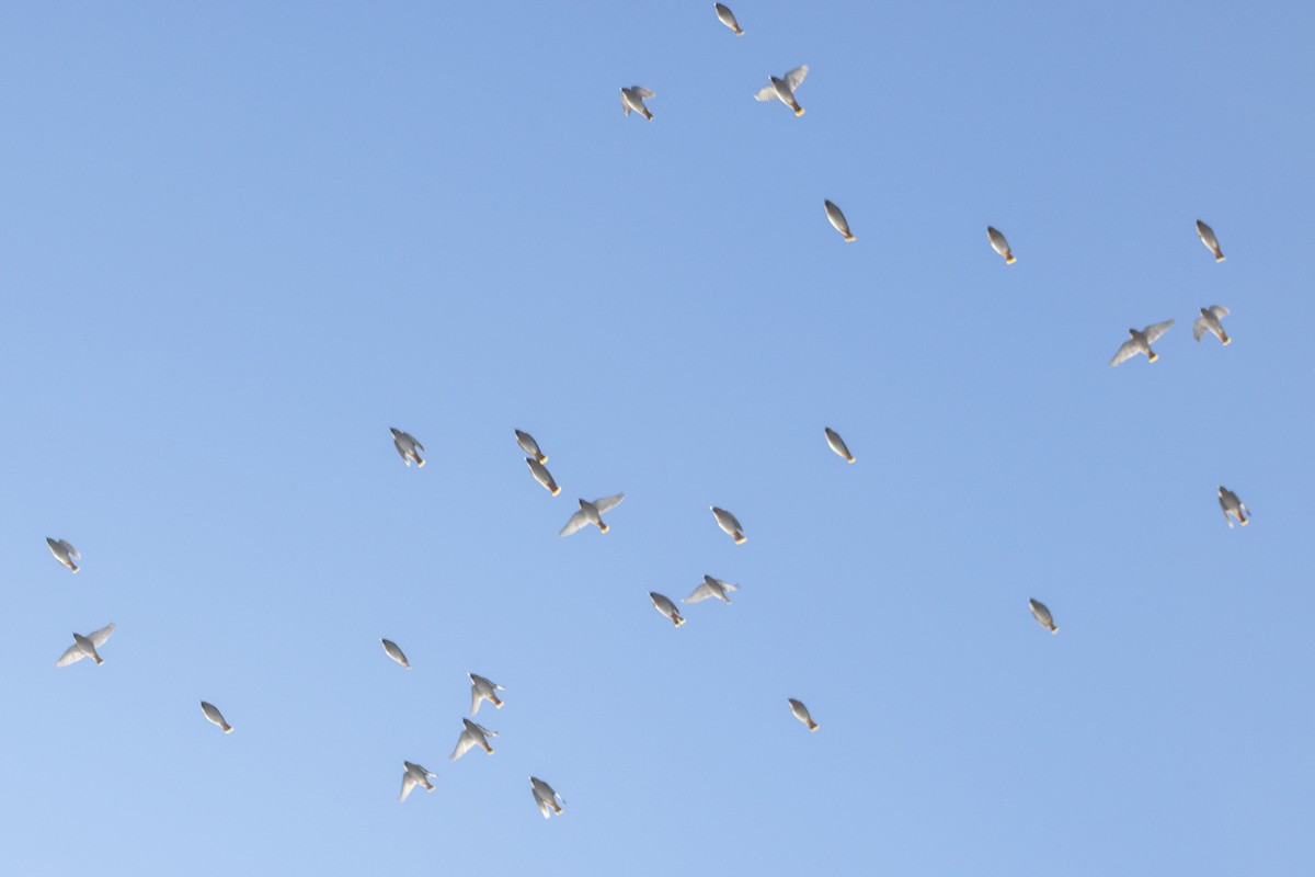 Buztanori boreala - ML646730851