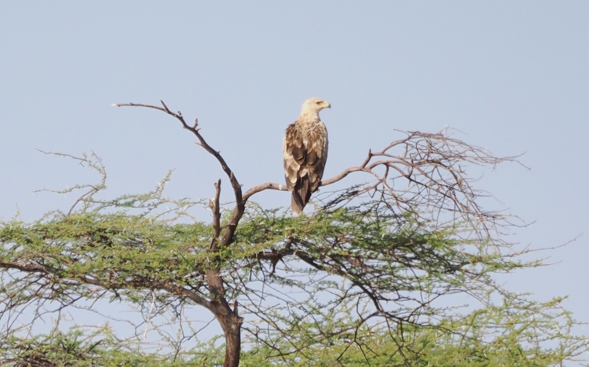 Savannenadler - ML646730852