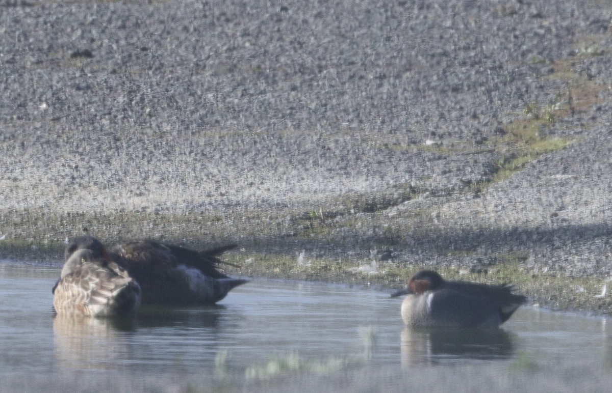שרשיר (אמריקני) - ML646730867