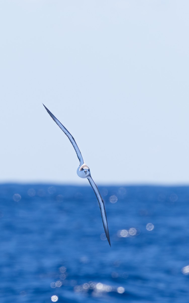 Barau's Petrel - ML646730869