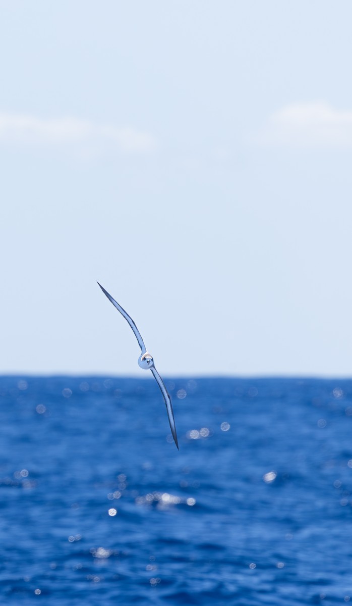 Barau's Petrel - ML646730870