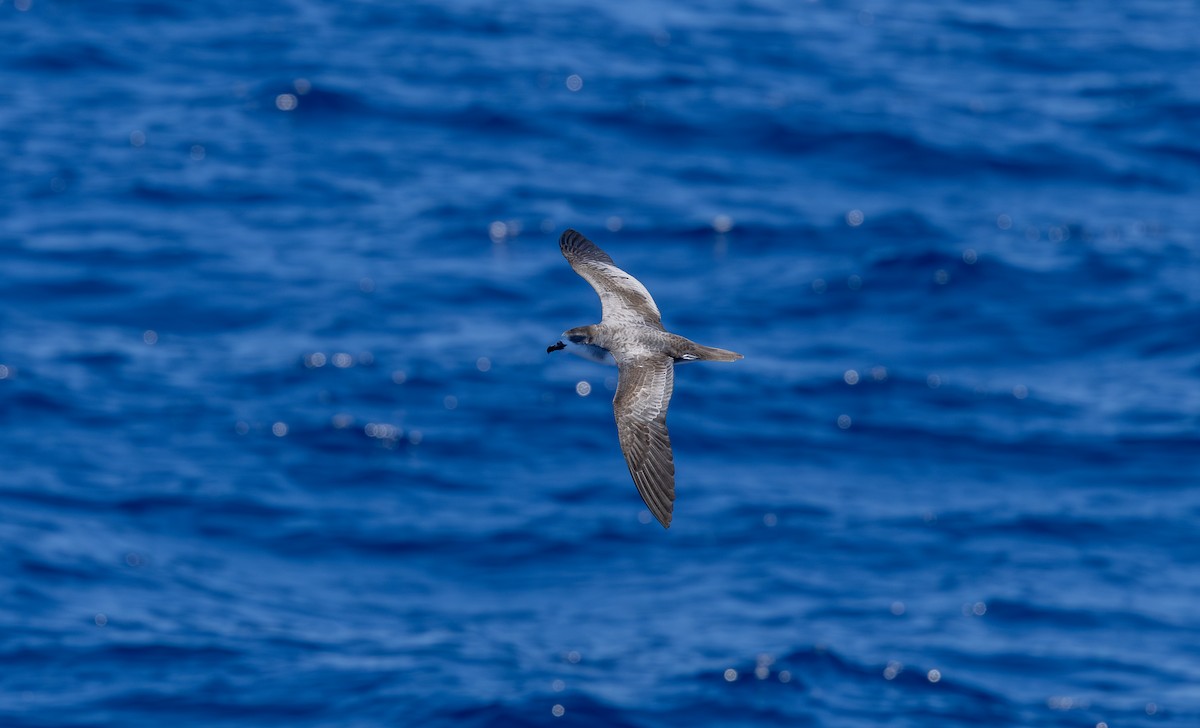 Barau's Petrel - ML646730871