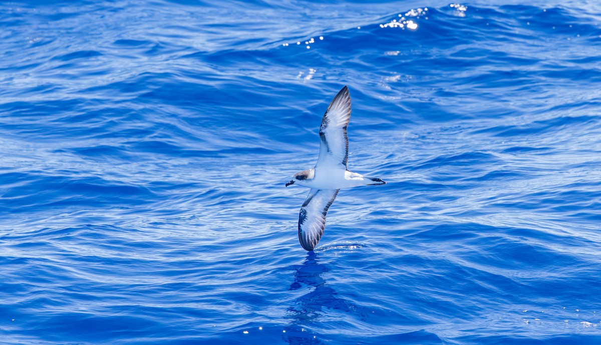 Barau's Petrel - ML646730872