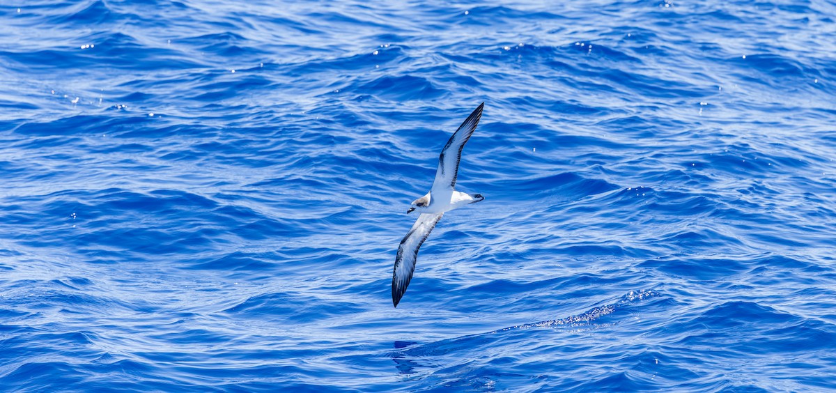 Barau's Petrel - ML646730873