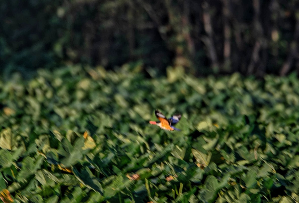Black-capped Kingfisher - ML646730874
