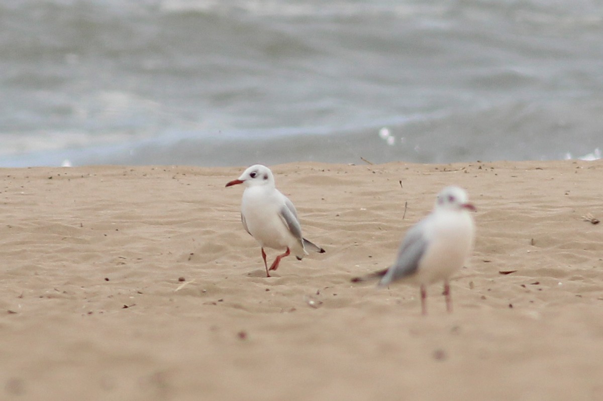 Озёрная чайка - ML646730877