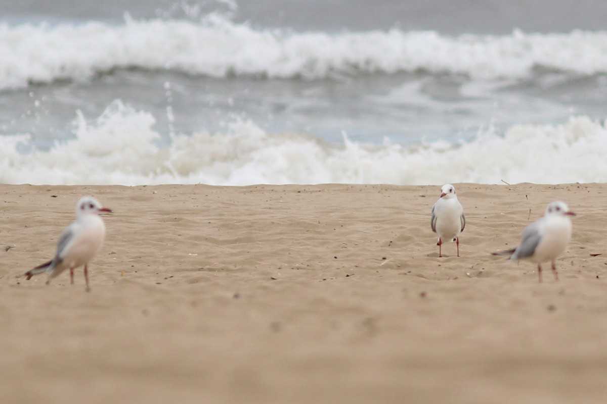 Озёрная чайка - ML646730881