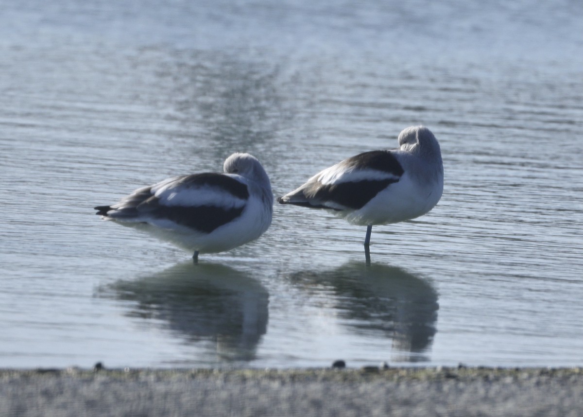 American Avocet - ML646730882