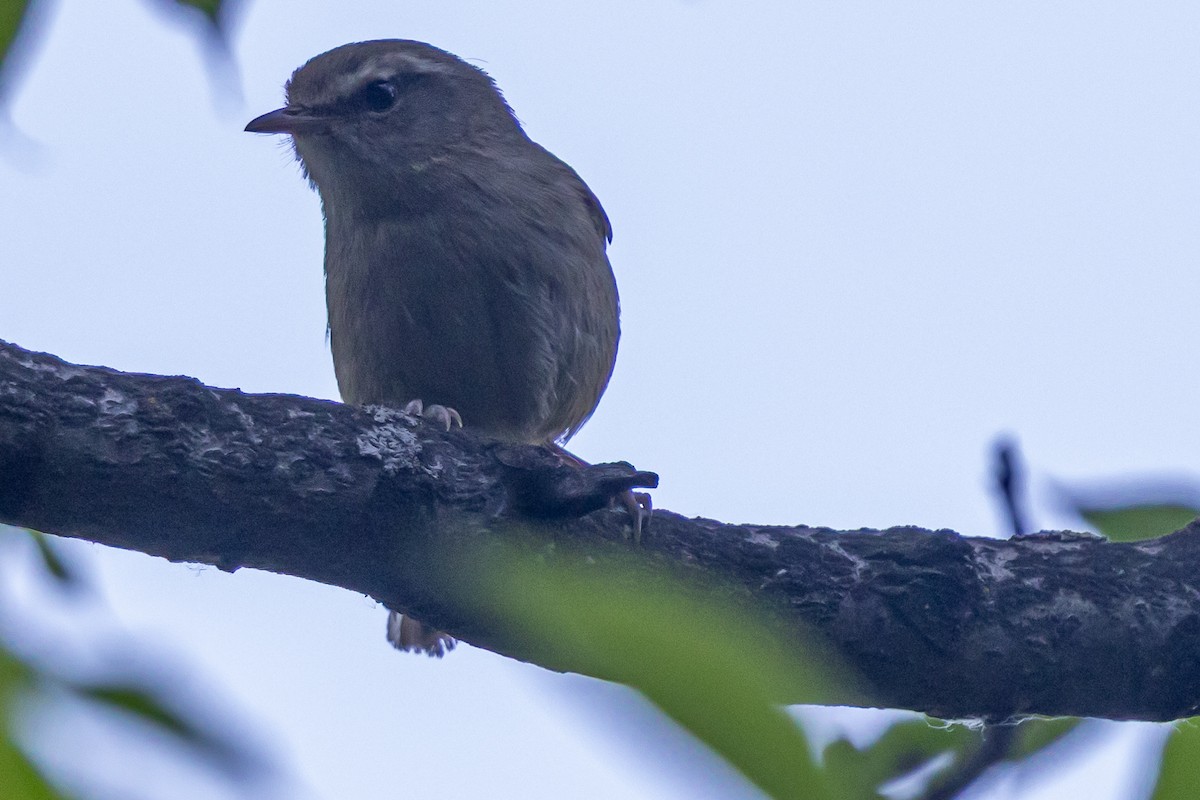 Brownish-flanked Bush Warbler - ML646730884