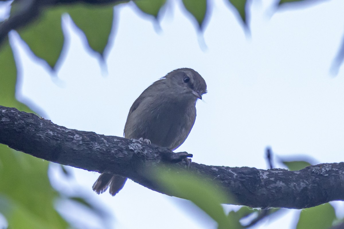 Brownish-flanked Bush Warbler - ML646730885
