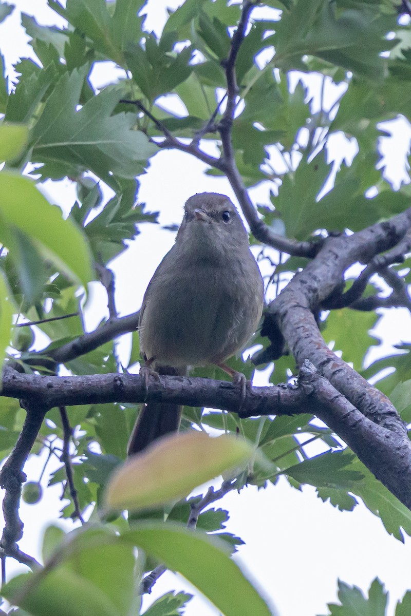 Brownish-flanked Bush Warbler - ML646730886
