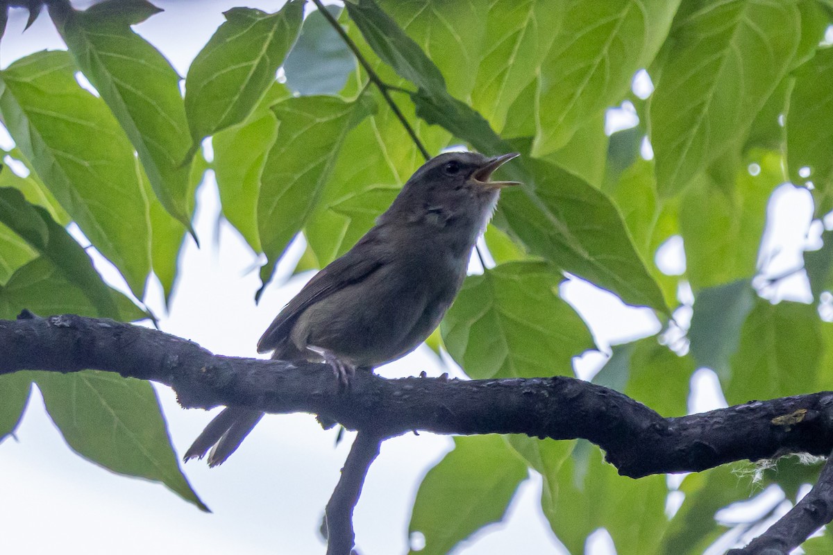Brownish-flanked Bush Warbler - ML646730887