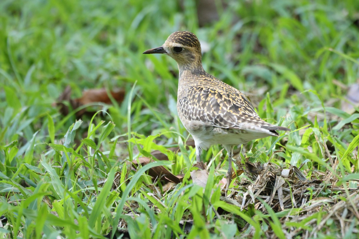 Urre-txirri siberiarra - ML646730888