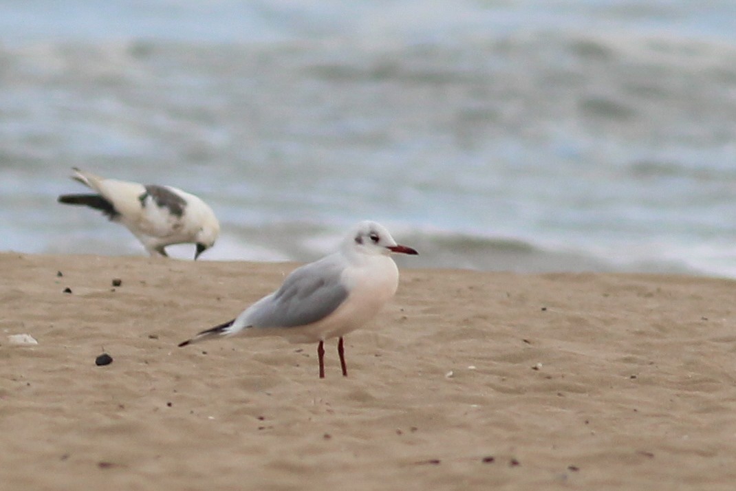 Озёрная чайка - ML646730889