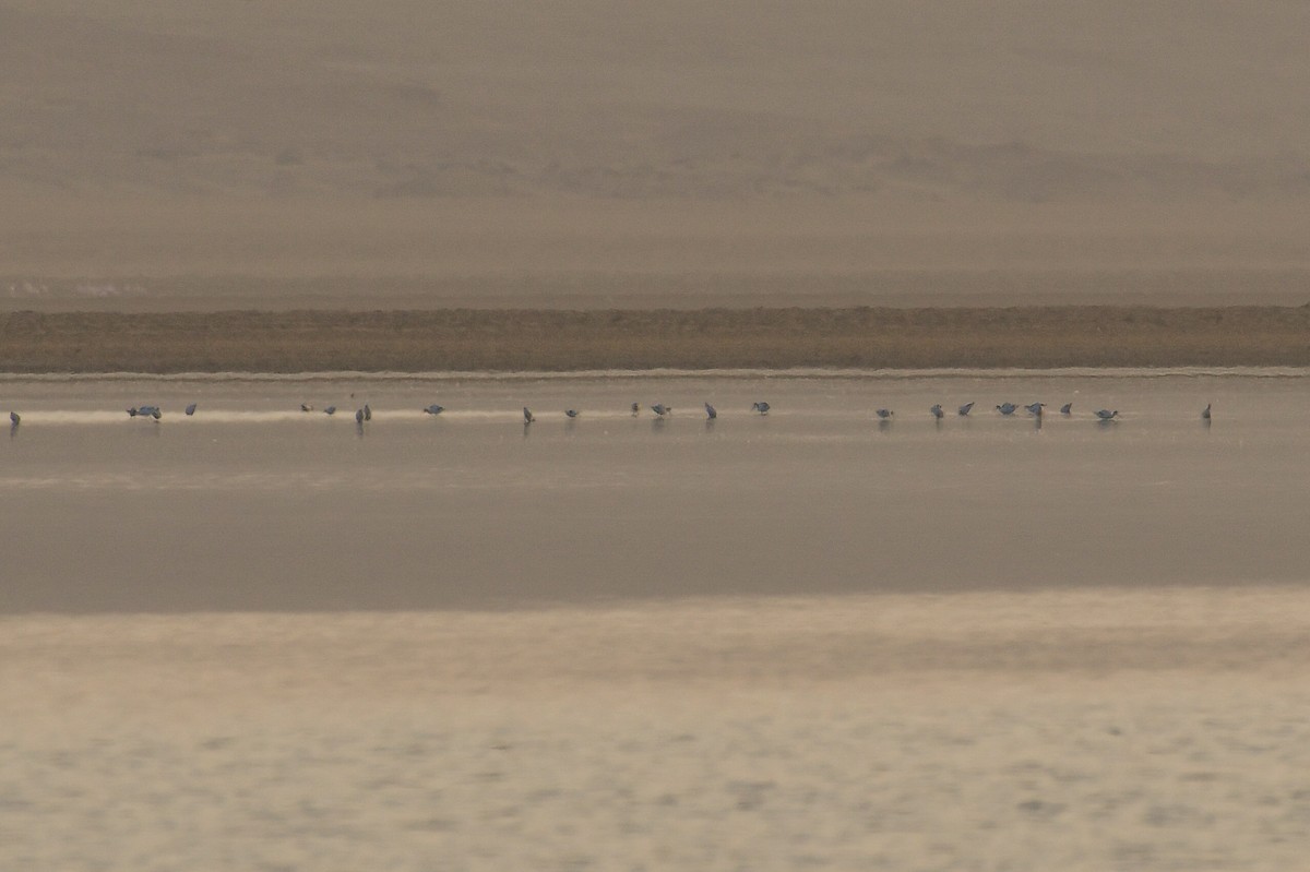 Pied Avocet - ML646730890