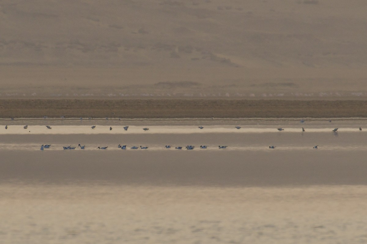 Pied Avocet - ML646730891