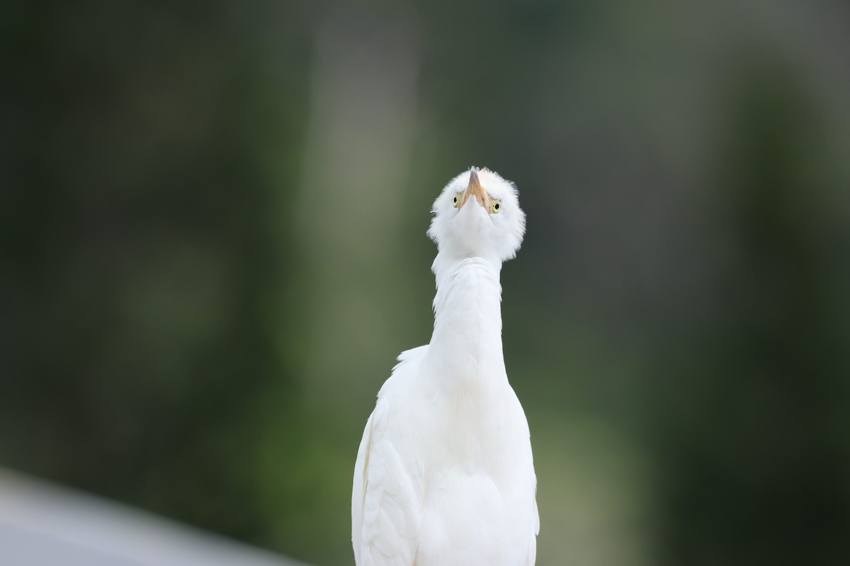 Koartzatxo itzaina - ML646730893