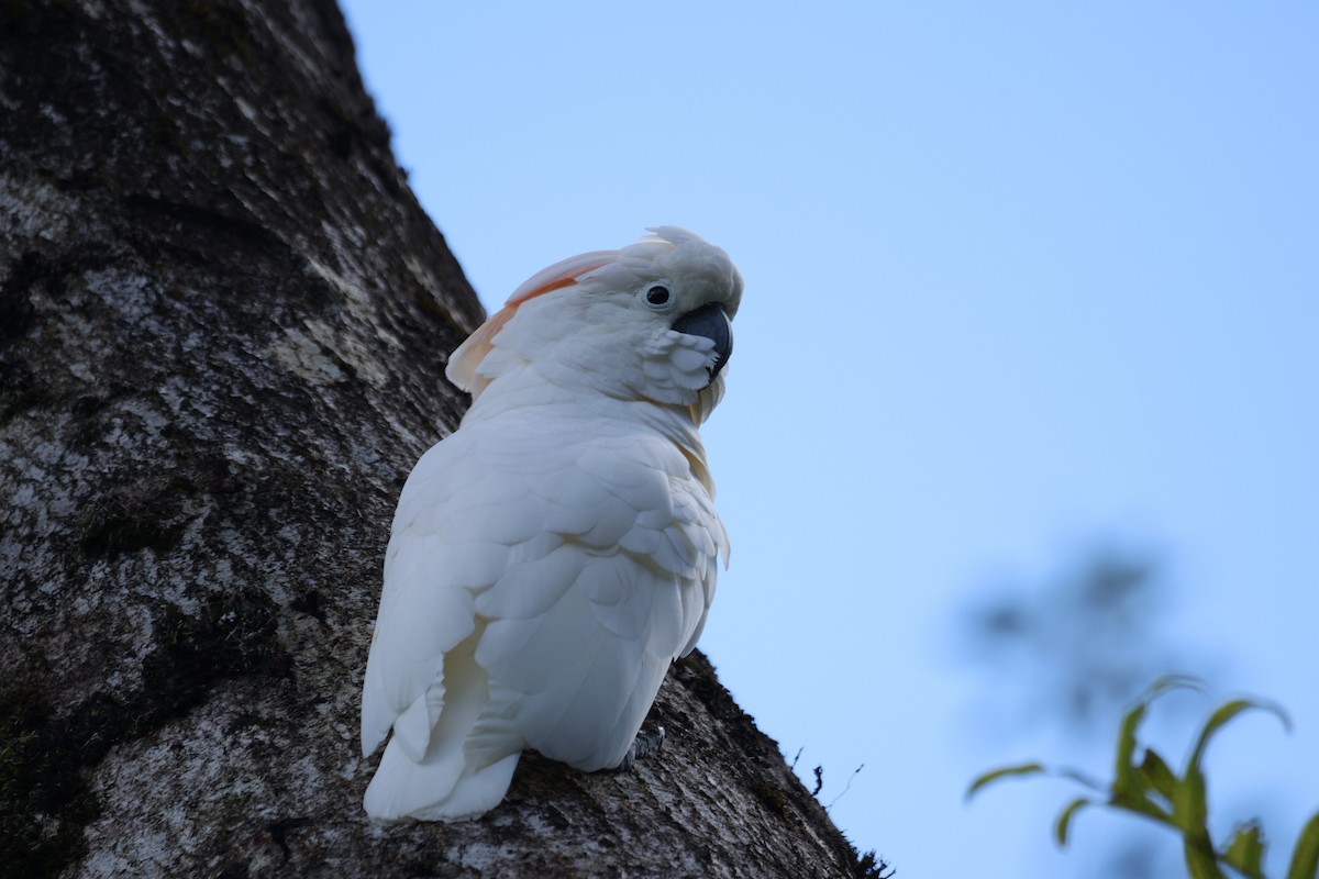 White x Salmon-crested Cockatoo (hybrid) - ML646730894