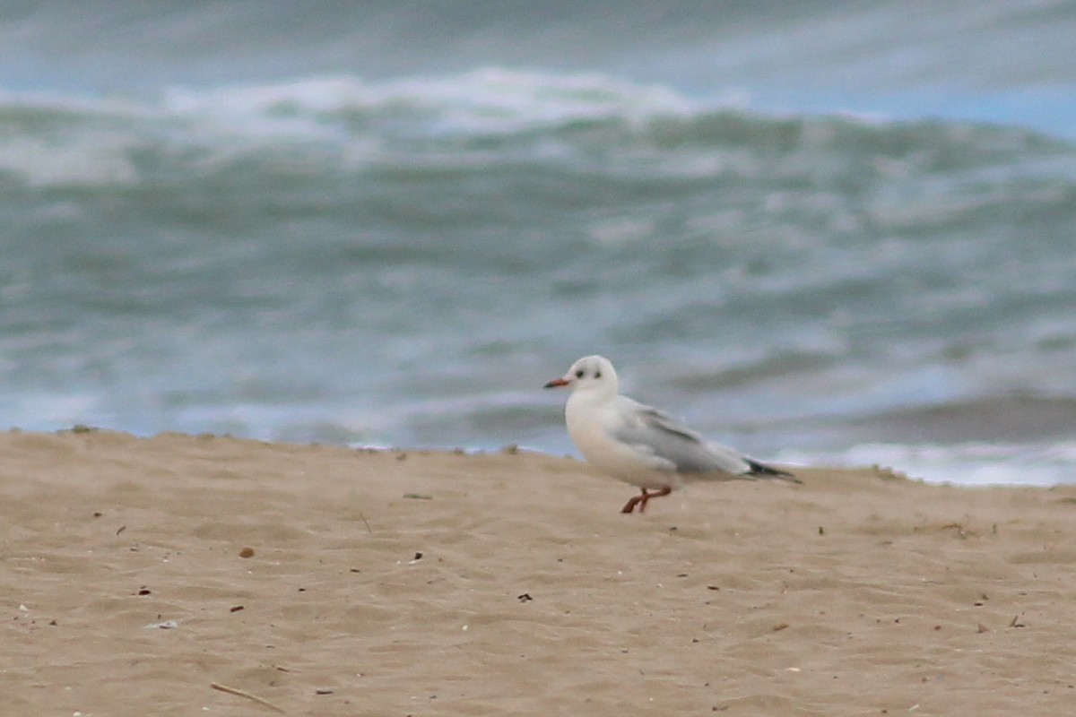 Озёрная чайка - ML646730895