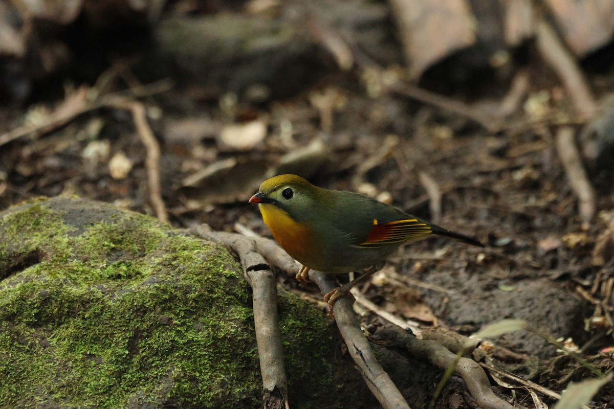 Leiotrix mokogorria - ML646730896