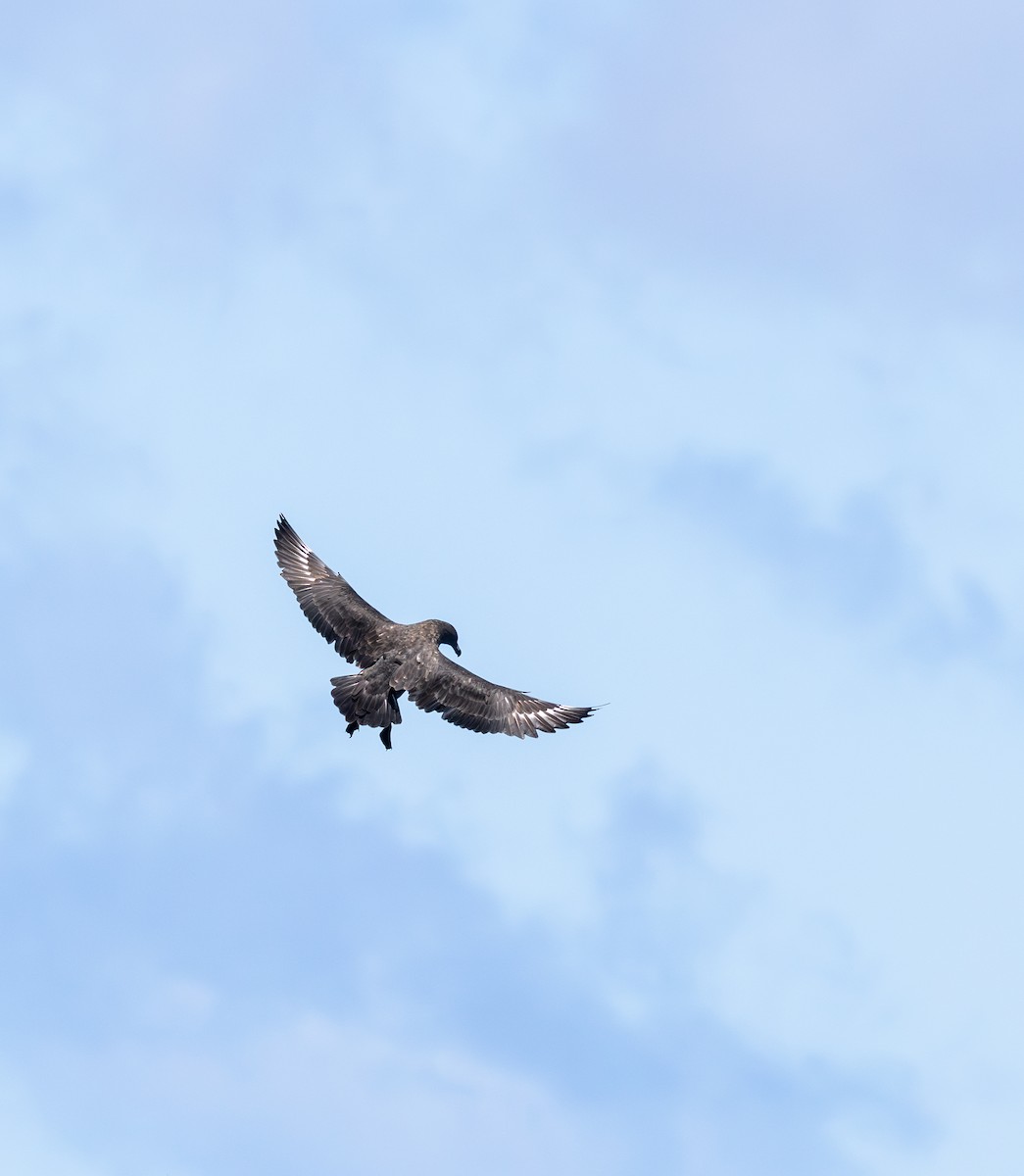 Brown Skua - ML646730898