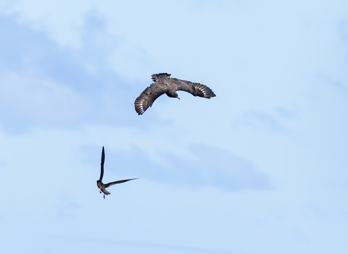 Brown Skua - ML646730899