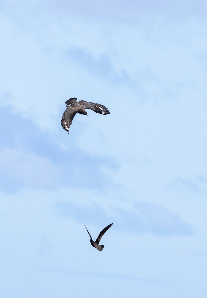 Brown Skua - ML646730900