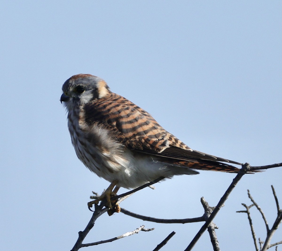 בז אמריקני - ML646730901