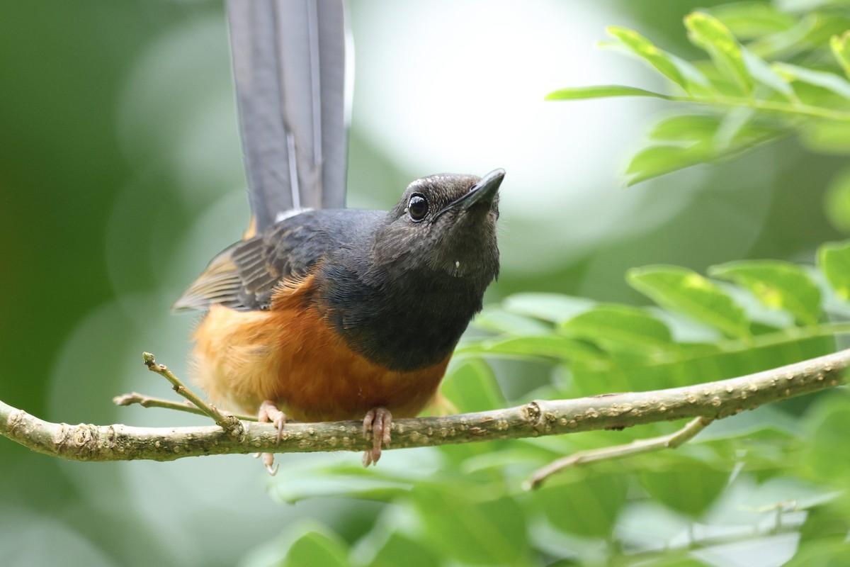 White-rumped Shama - ML646730902