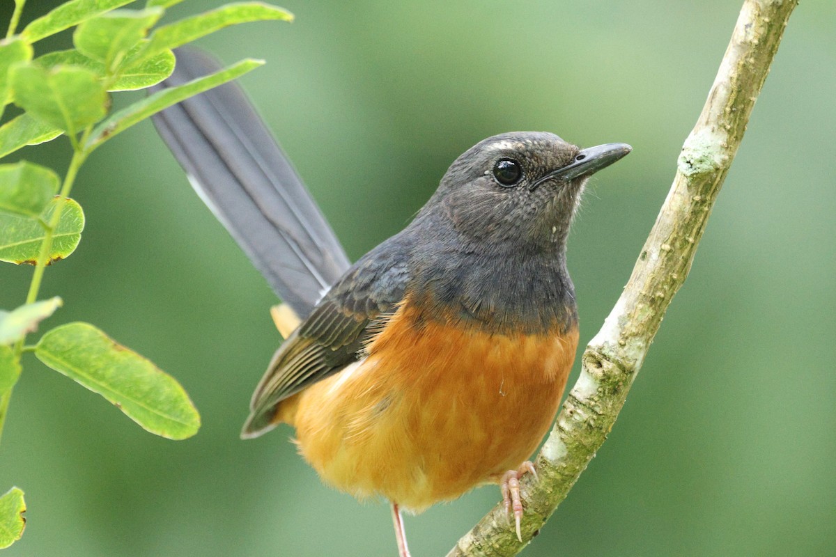 White-rumped Shama - ML646730903