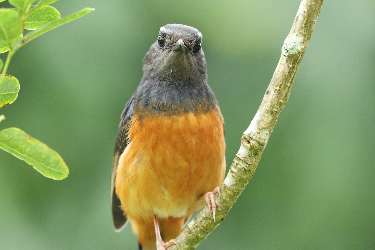 White-rumped Shama - ML646730904