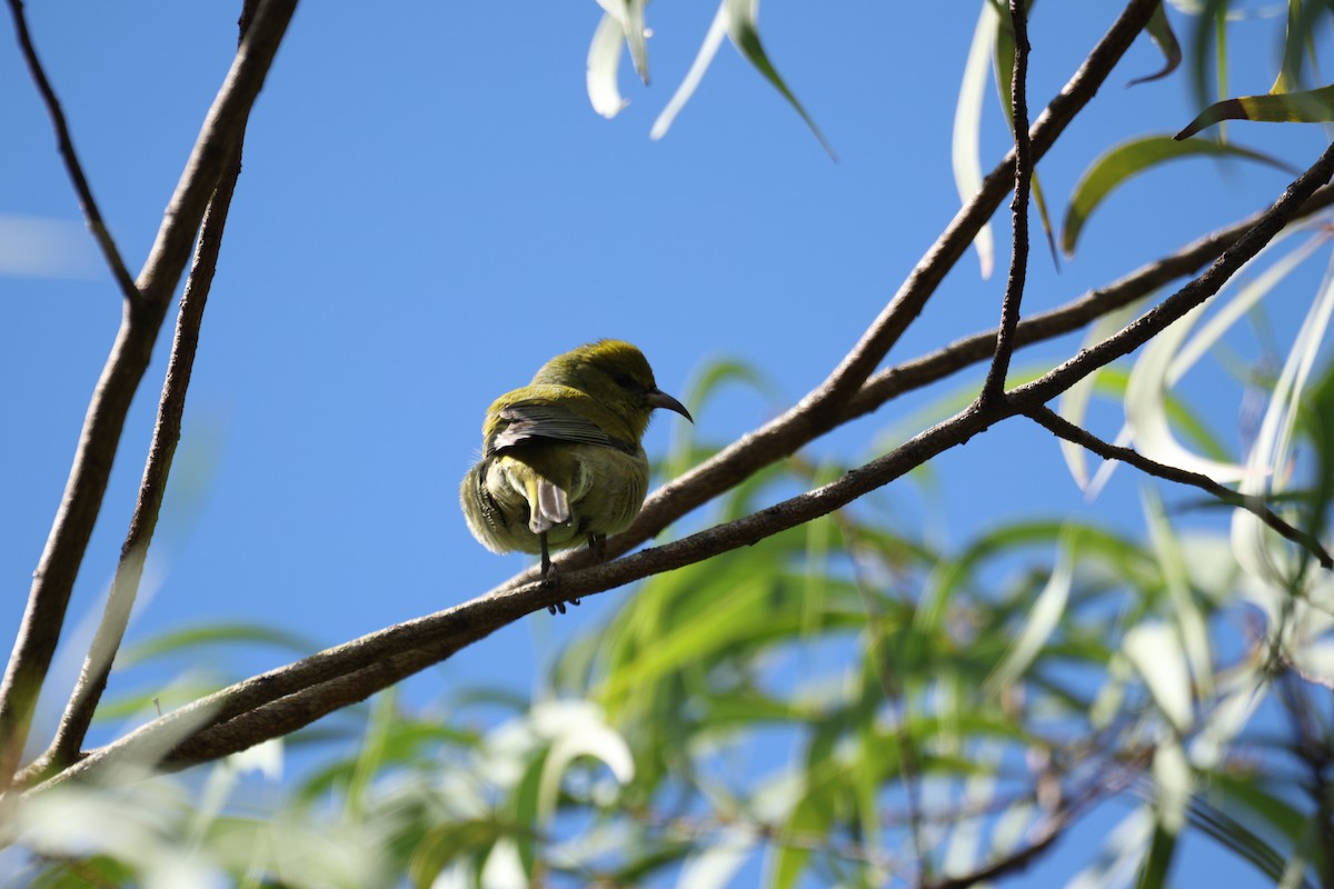 Oahu Amakihi - ML646730905