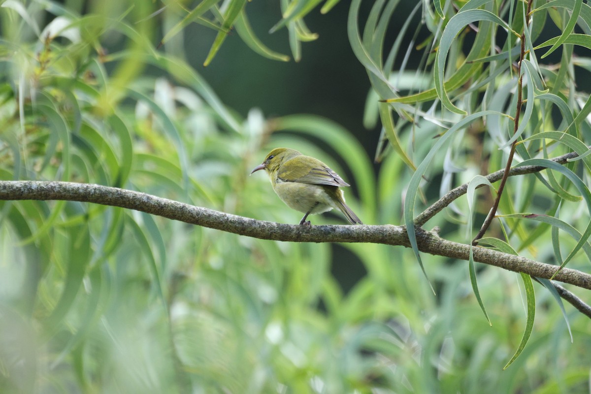 Oahu Amakihi - ML646730906