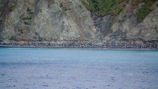 Royal Penguin - ML646730911