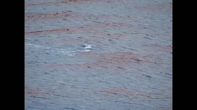 Royal Penguin - ML646730912