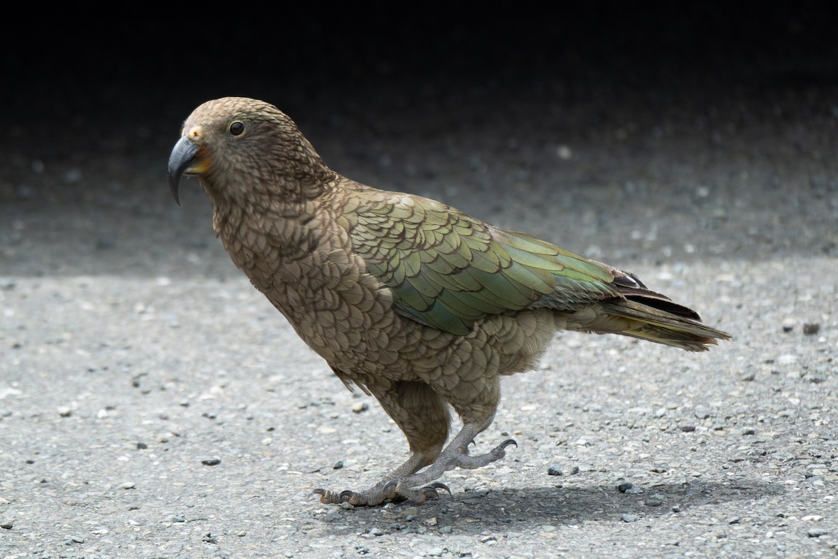 Kea - ML646730922